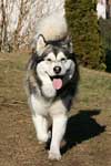 Alaskan Malamute